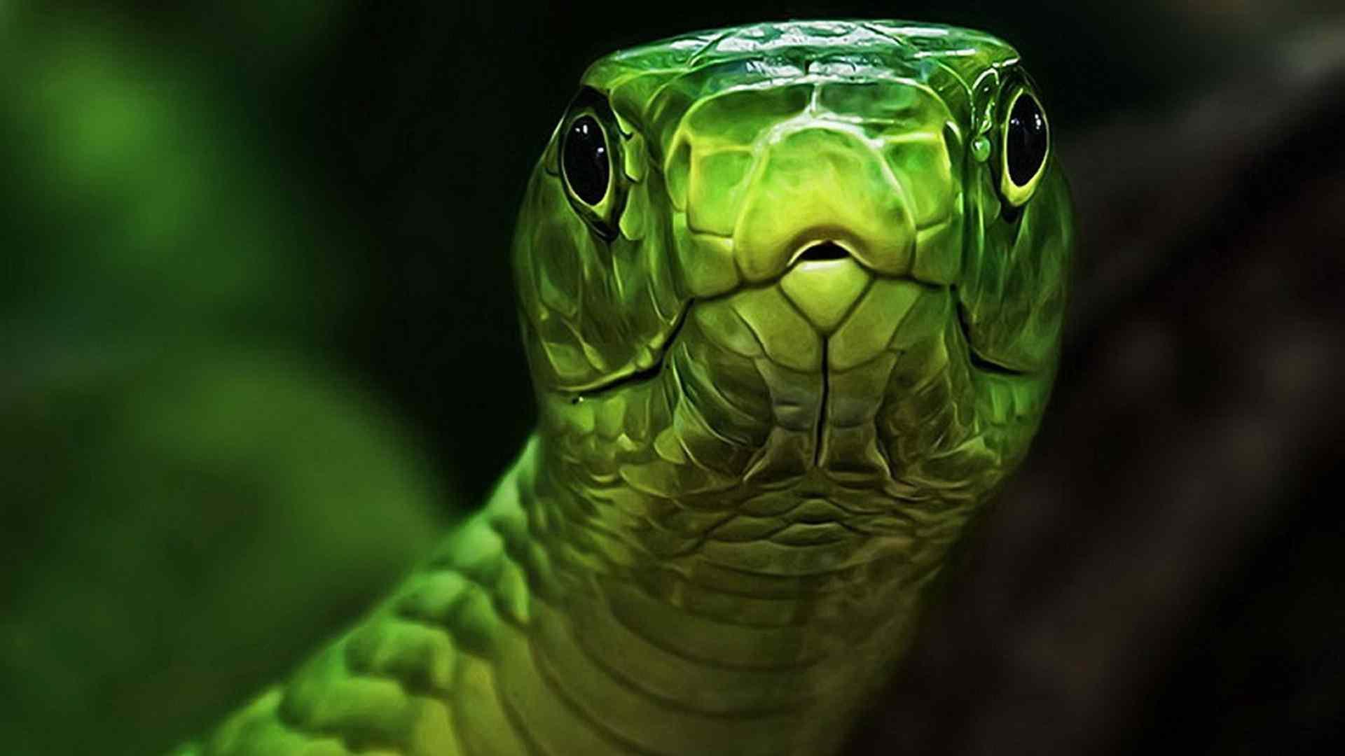 Anaconda Desktop Wallpaper 4k Download, Anaconda, Animal