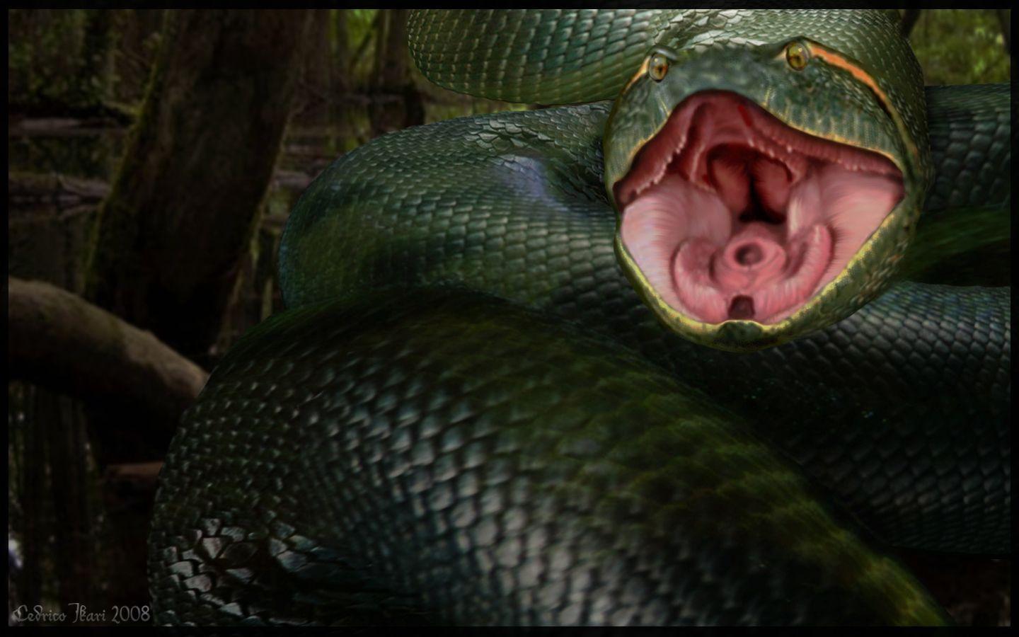 Про змеиный. Змеи Анаконда. Анаконда Королева змей. Змея зеленая Анаконда.