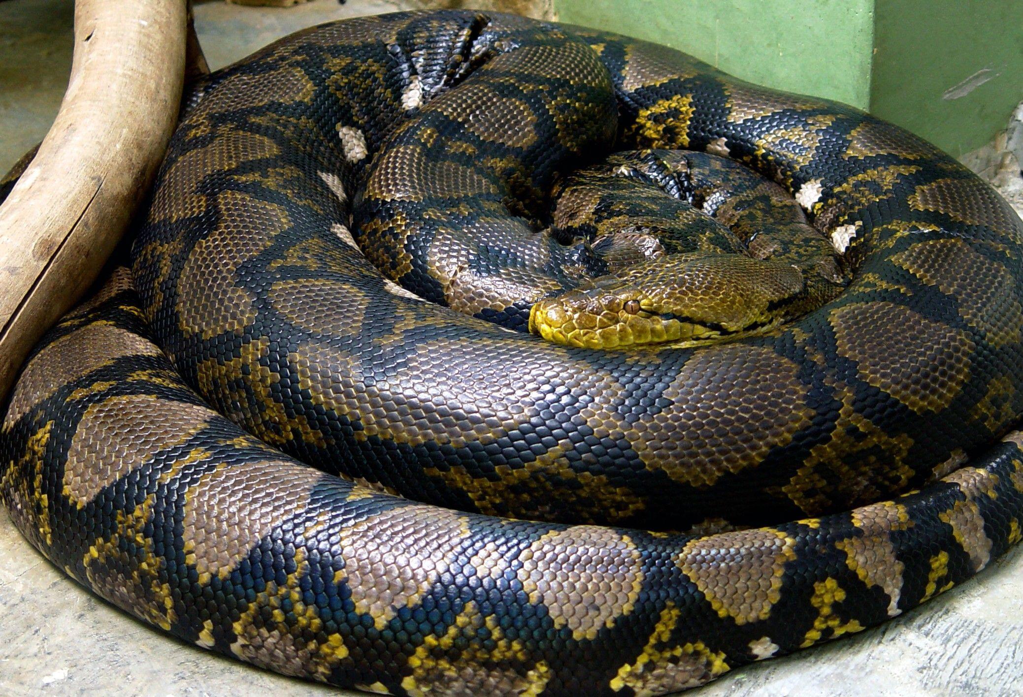 Anaconda Wallpaper, Anaconda, Animal