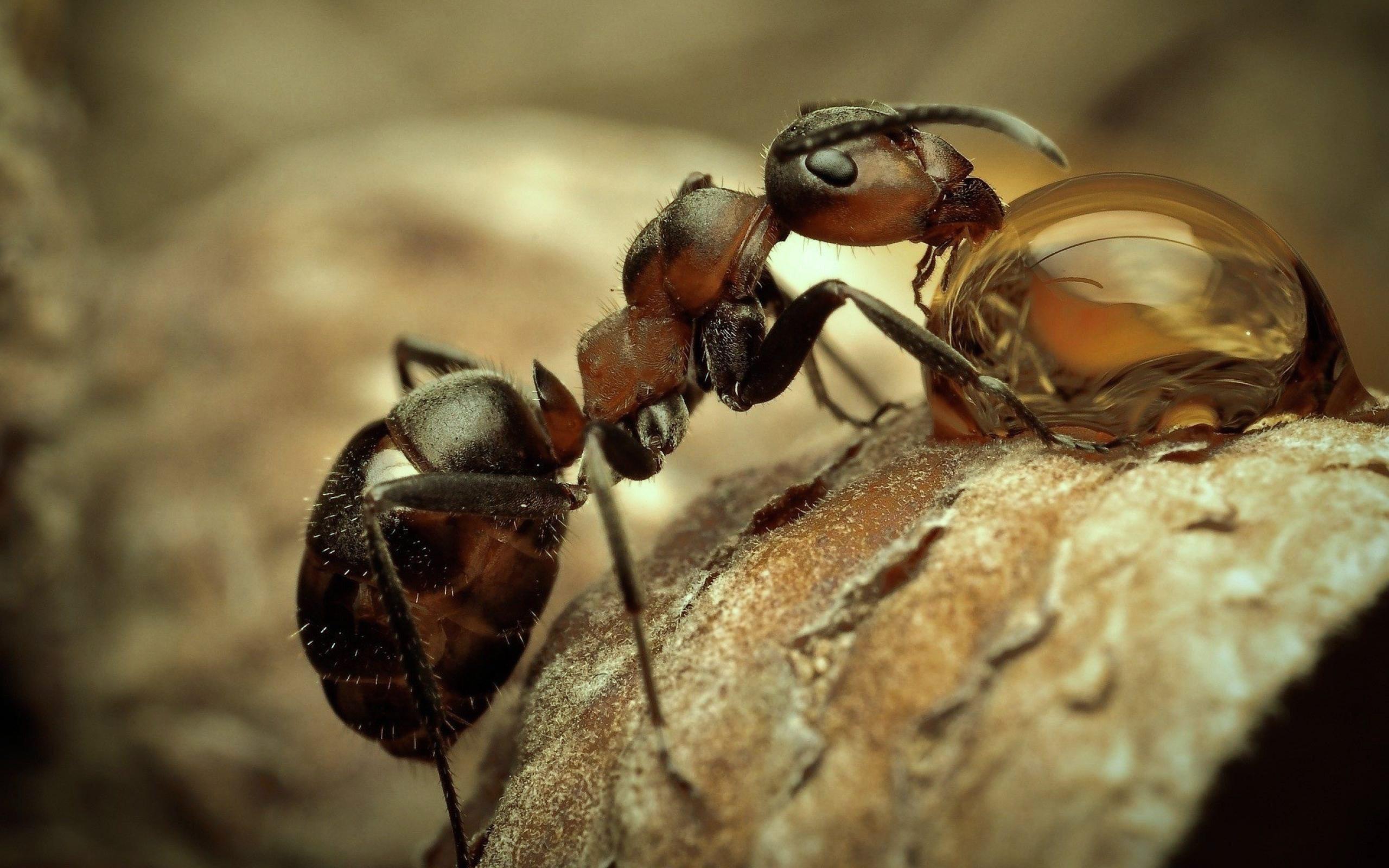 Ant 1080p Wallpaper, Ant, Animal