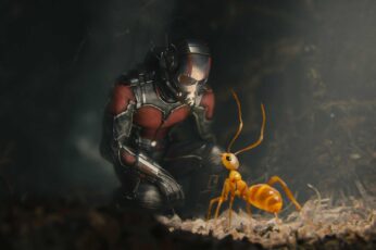 Ant Desktop Wallpaper