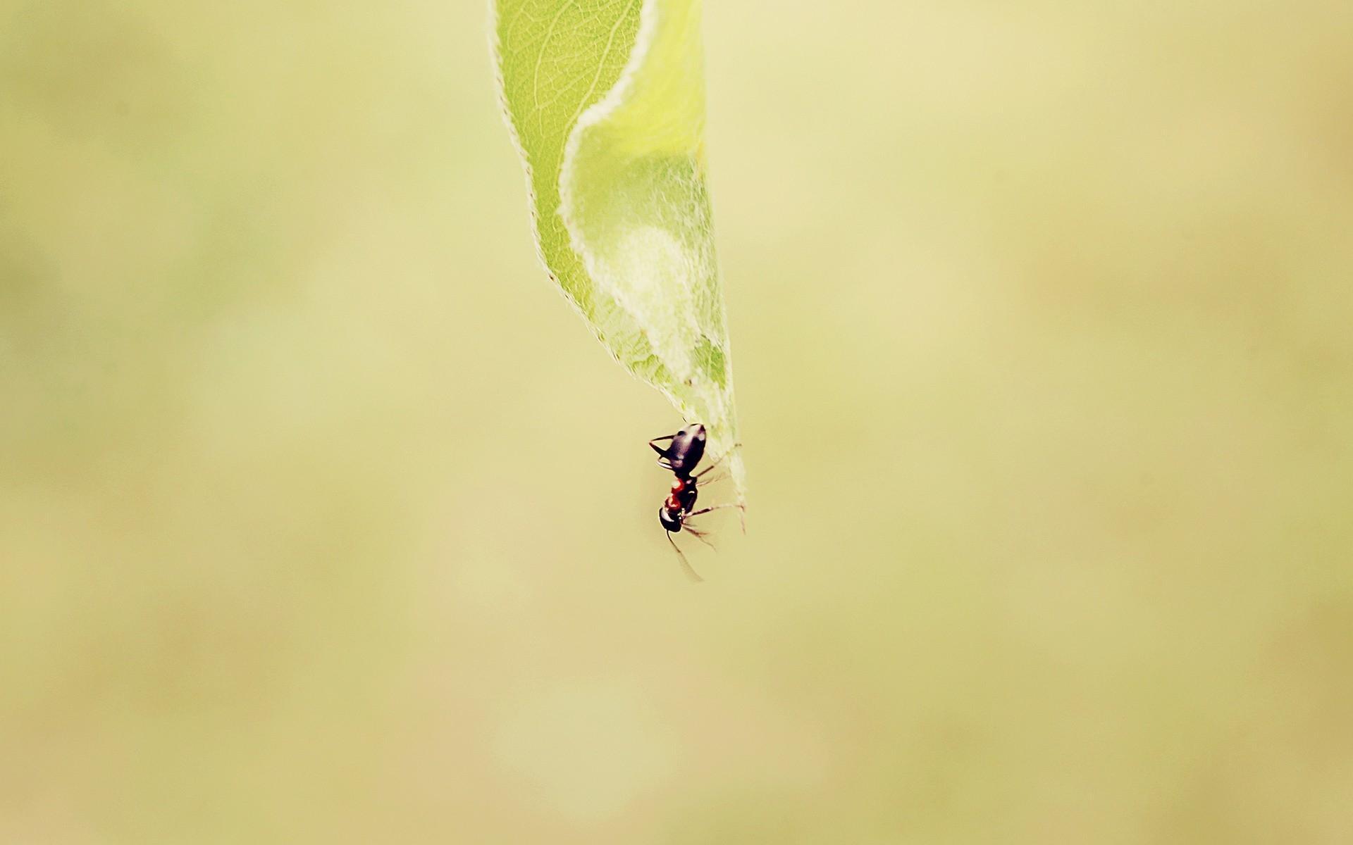 Ant Desktop Wallpaper 4k Download, Ant, Animal