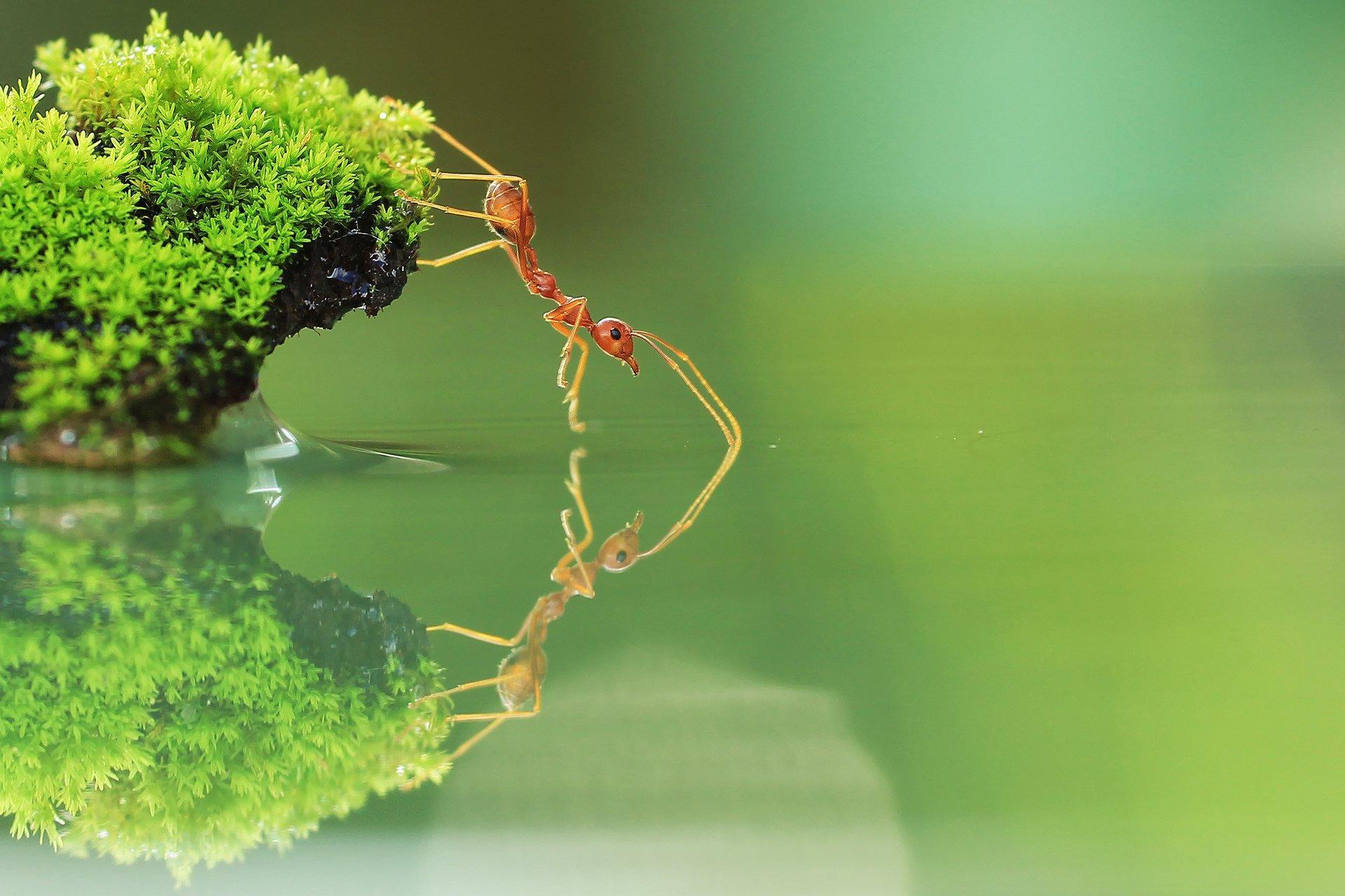 Ant Download Hd Wallpapers, Ant, Animal