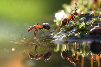 Ant Hd Wallpaper 4k For Pc