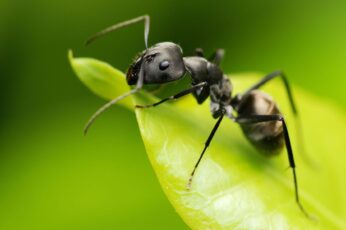 Ant Hd Wallpapers For Laptop