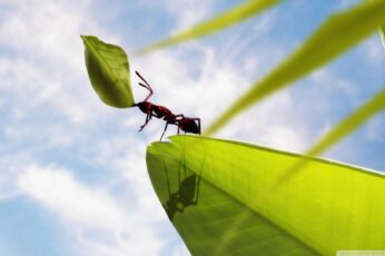 Ant Hd Wallpapers For Pc