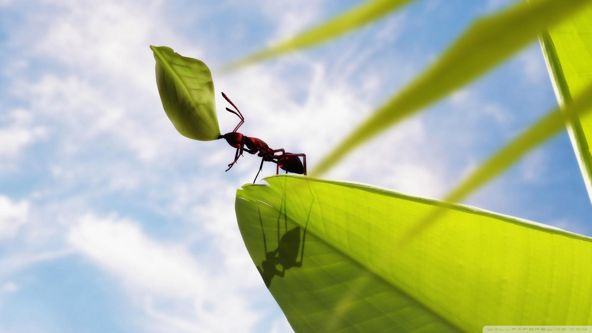 Ant Hd Wallpapers For Pc, Ant, Animal