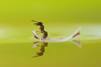 Ant Hd Wallpapers Free Download