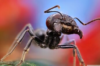 Ant High Resolution Desktop Wallpaper