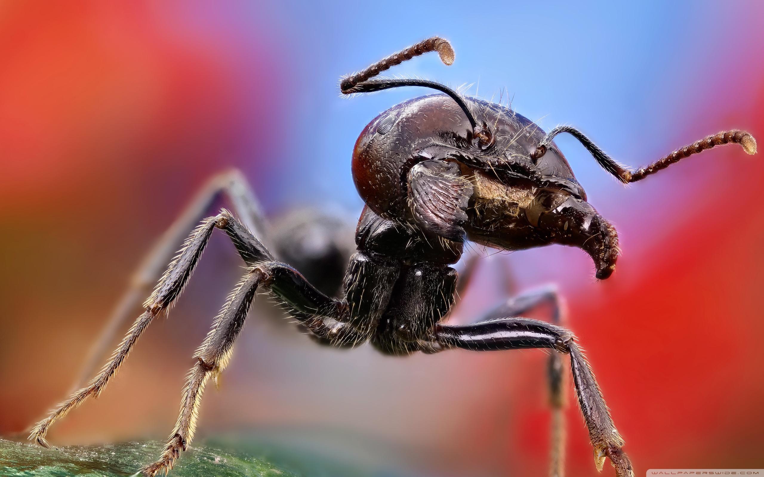 Ant High Resolution Desktop Wallpaper, Ant, Animal