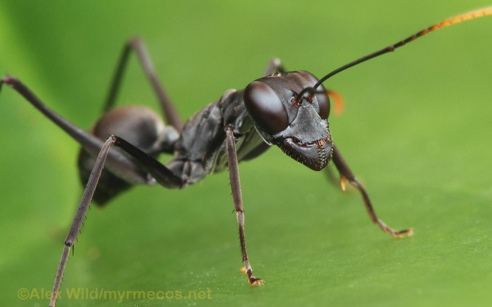 Ant Laptop Wallpaper, Ant, Animal