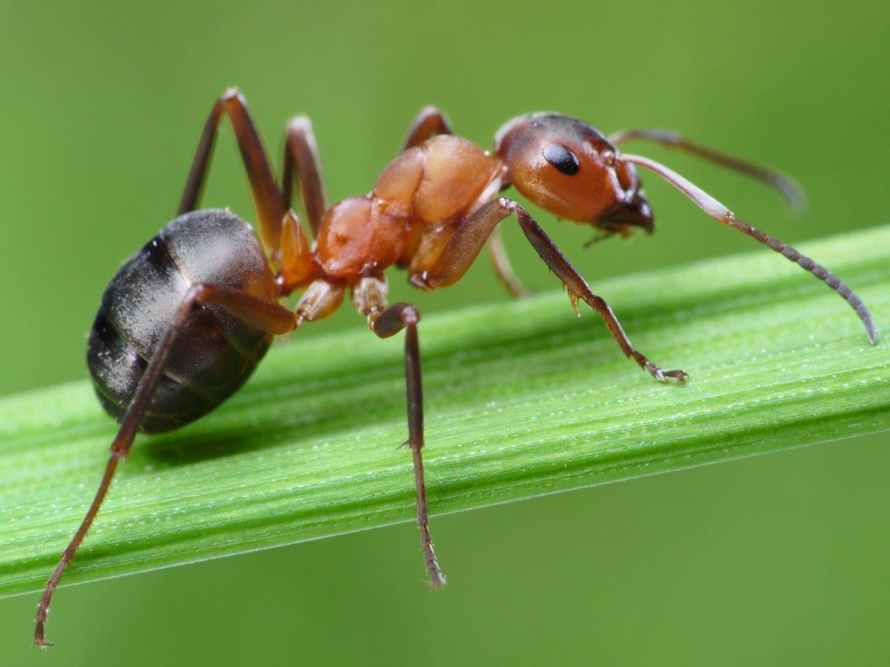Ant Wallpaper Download, Ant, Animal
