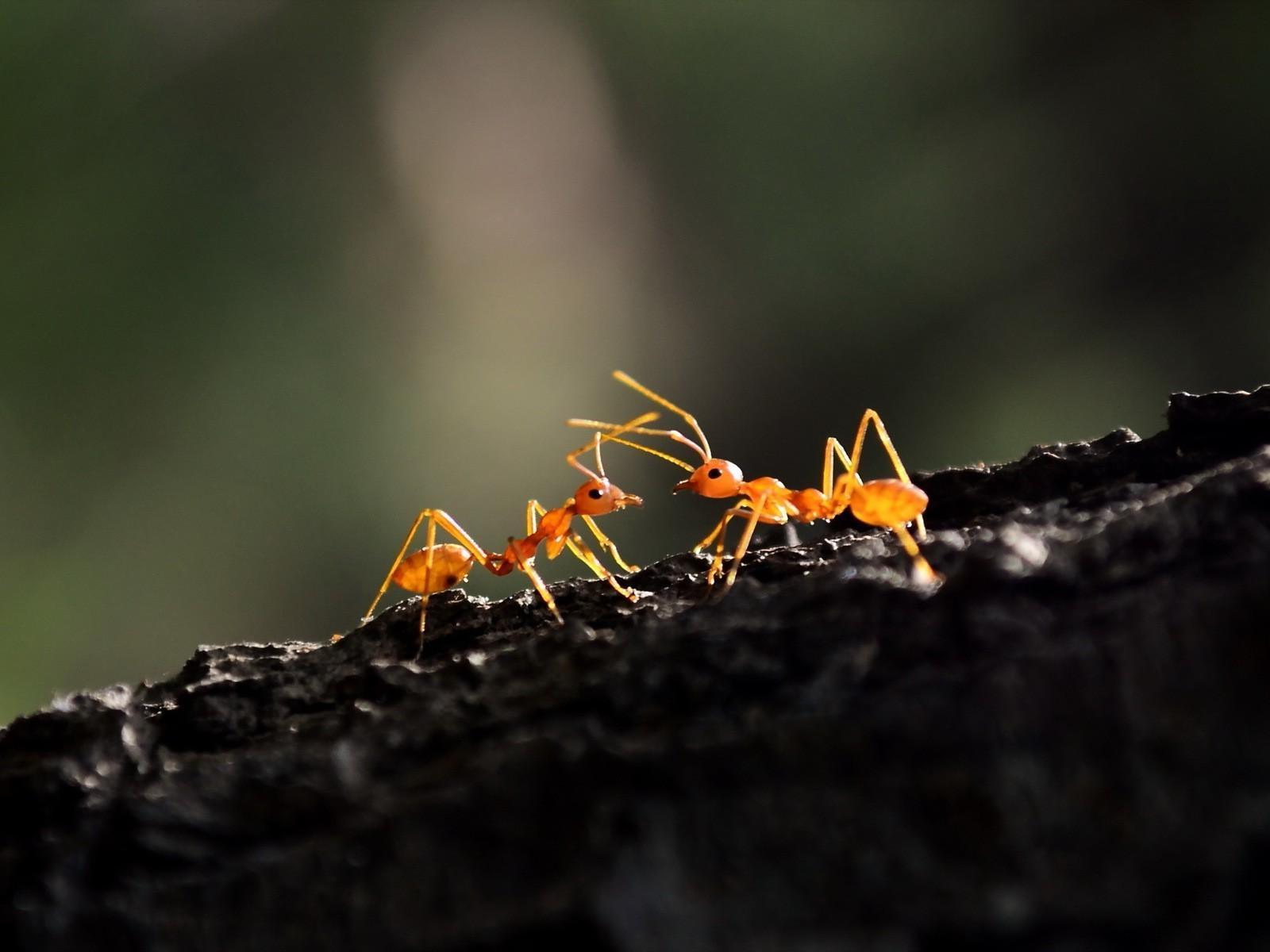 Ant Wallpaper Hd Download, Ant, Animal