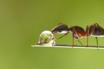 Ant Wallpaper Hd For Pc 4k