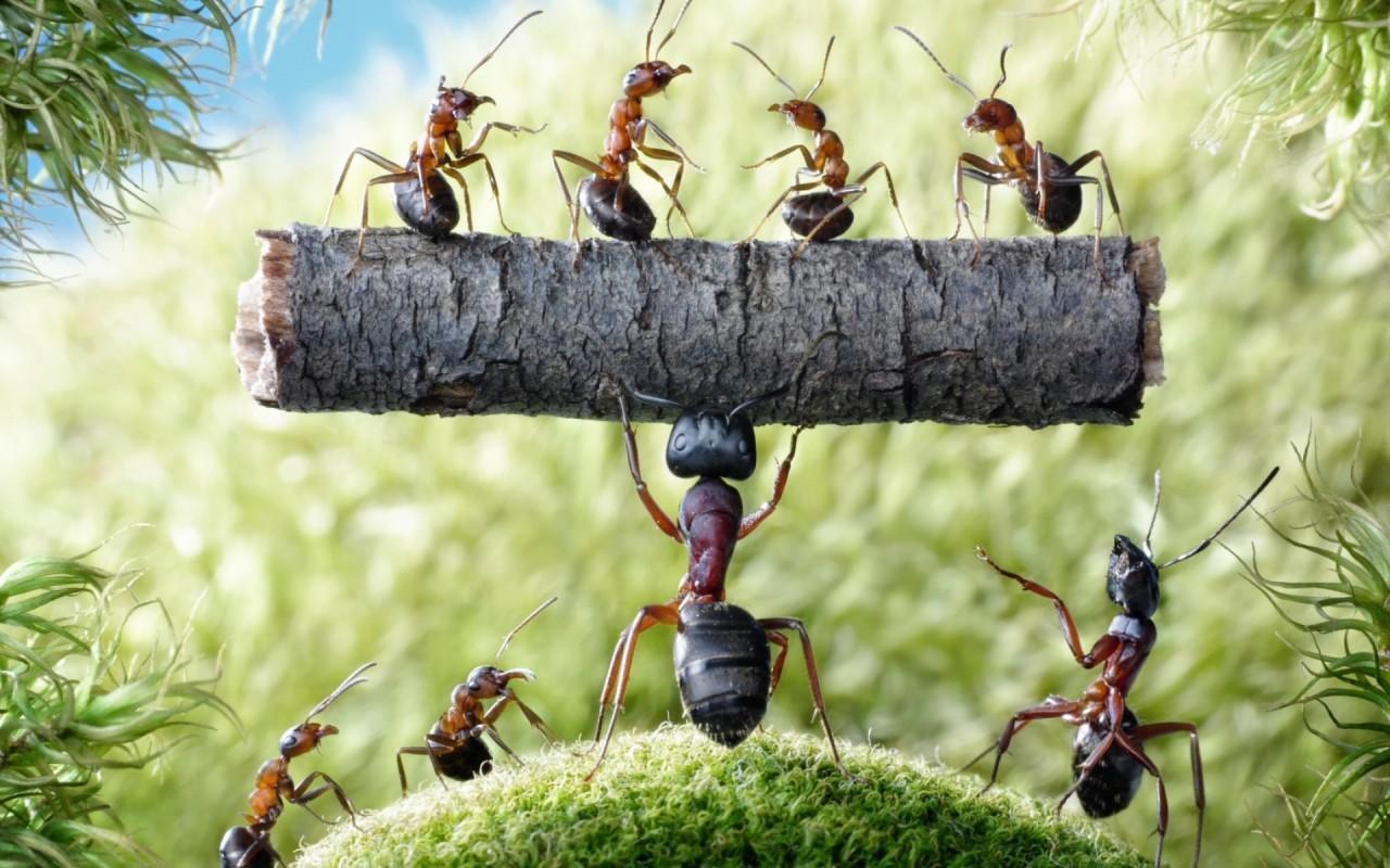 Ant Wallpaper Hd, Ant, Animal