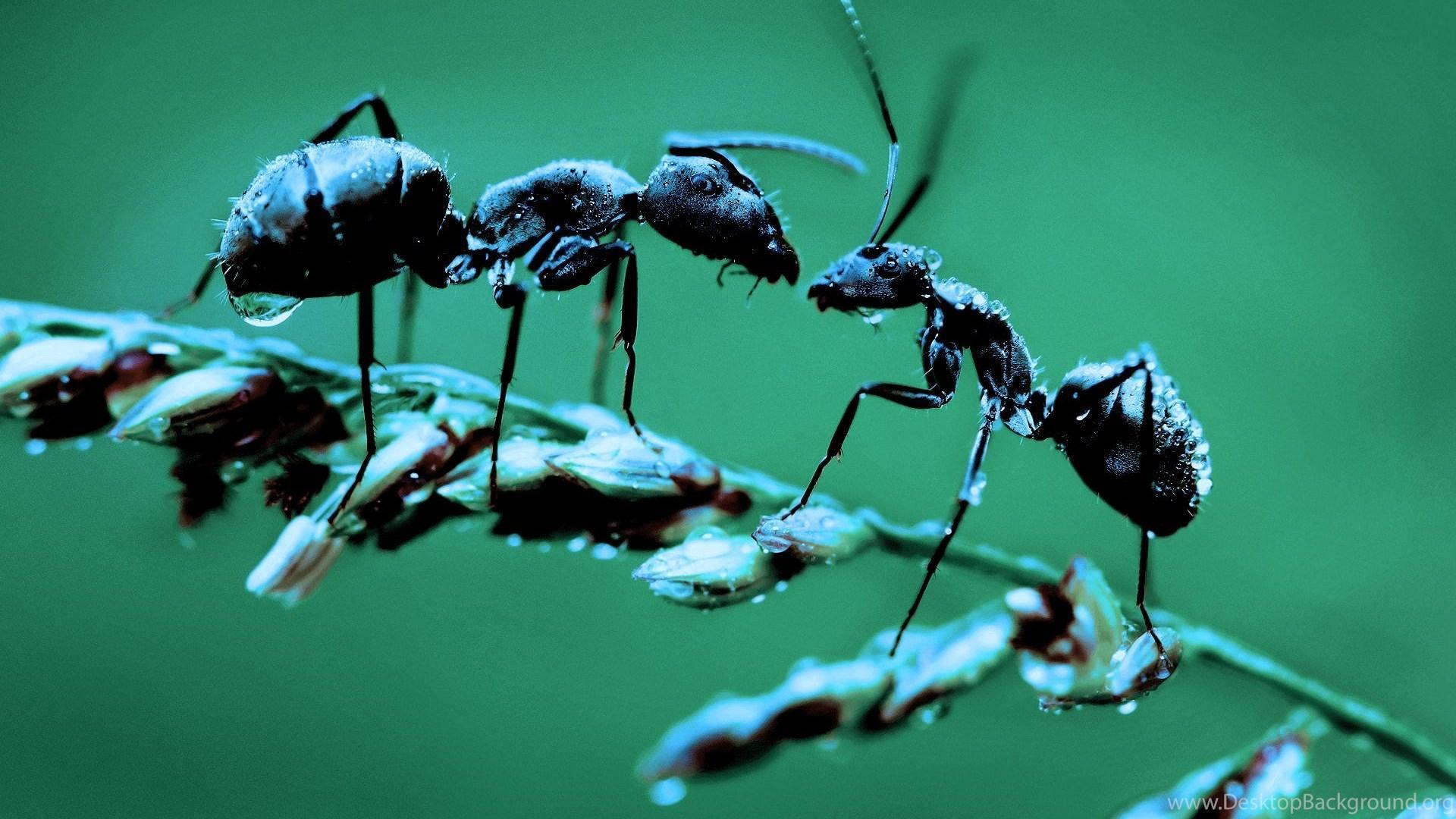 Ant Wallpapers For Free