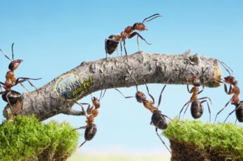 Ant Wallpapers Hd For Pc