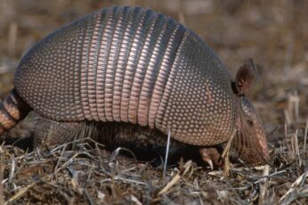 Armadillo Hd Wallpapers For Pc