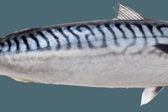 Atlantic Mackerel 1080p Wallpaper