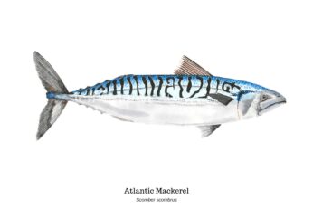 Atlantic Mackerel New Wallpaper