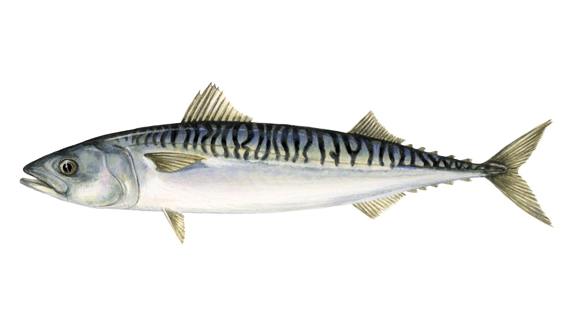 Atlantic Mackerel Wallpaper Photo, Atlantic Mackerel, Animal
