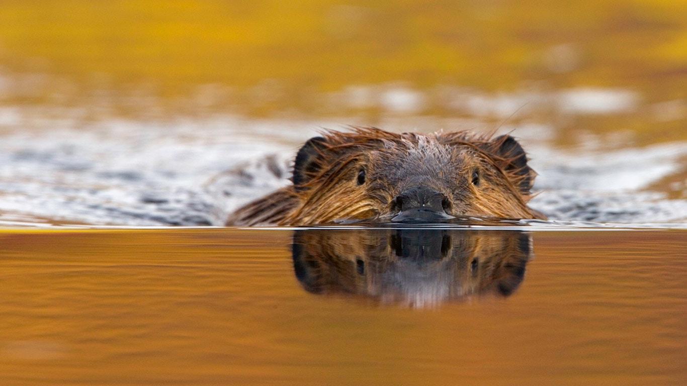 Beaver 1080p Wallpaper, Beaver, Animal