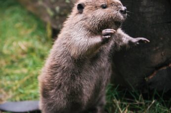Beaver Hd Wallpapers For Pc