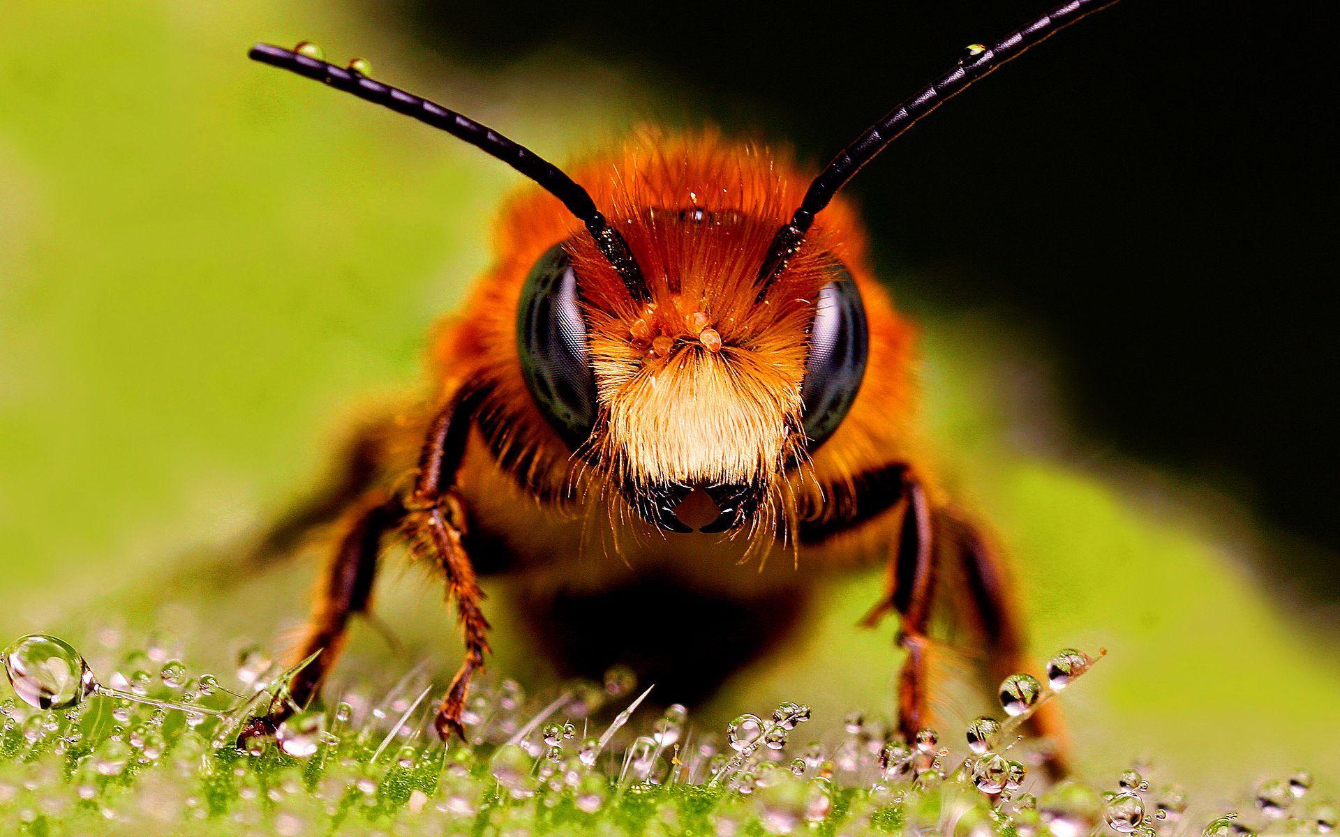 Bee 1080p Wallpaper