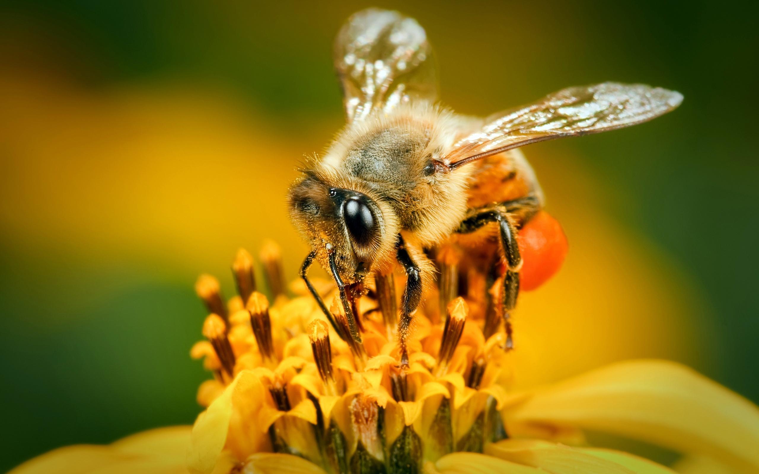 Bee 4k Wallpaper Download For Pc, Bee, Animal