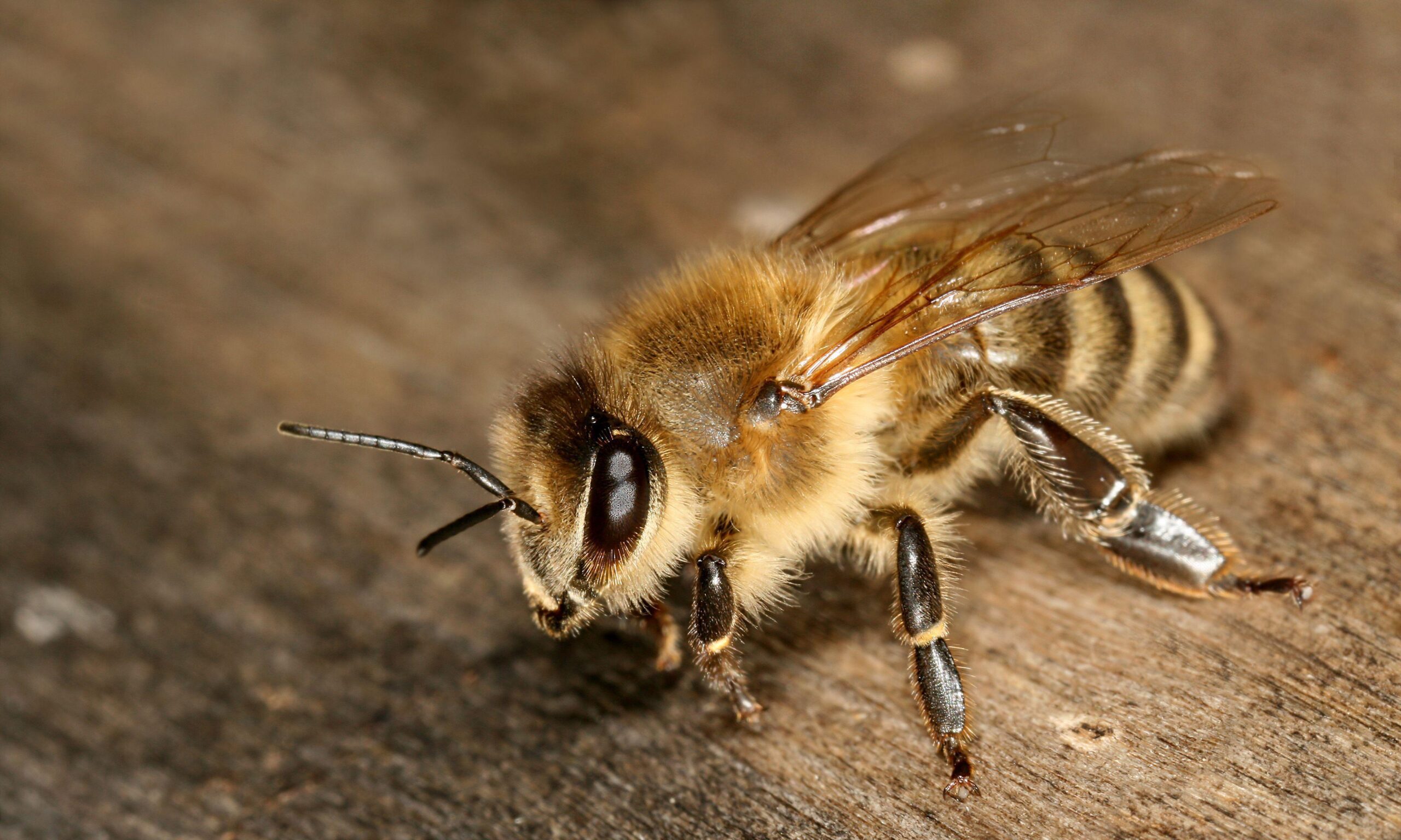 Bee Best Wallpaper Hd, Bee, Animal