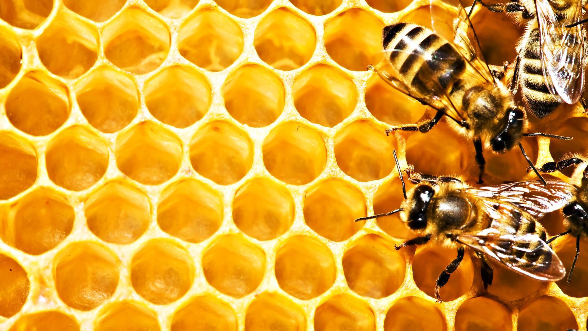 Bee Desktop Wallpaper 4k Download
