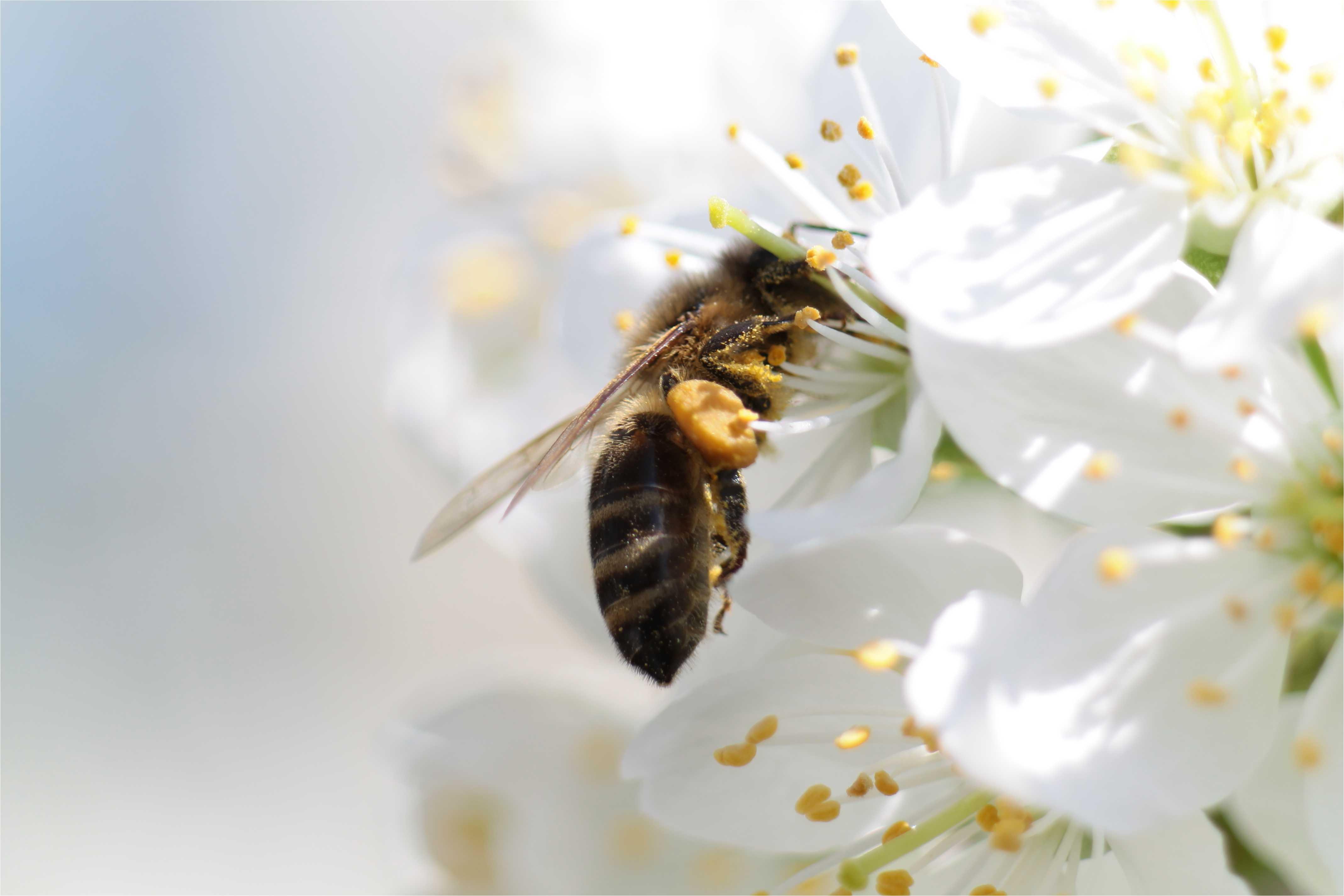 Bee Desktop Wallpaper Full Screen, Bee, Animal