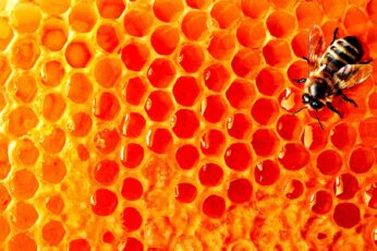 Bee Desktop Wallpapers