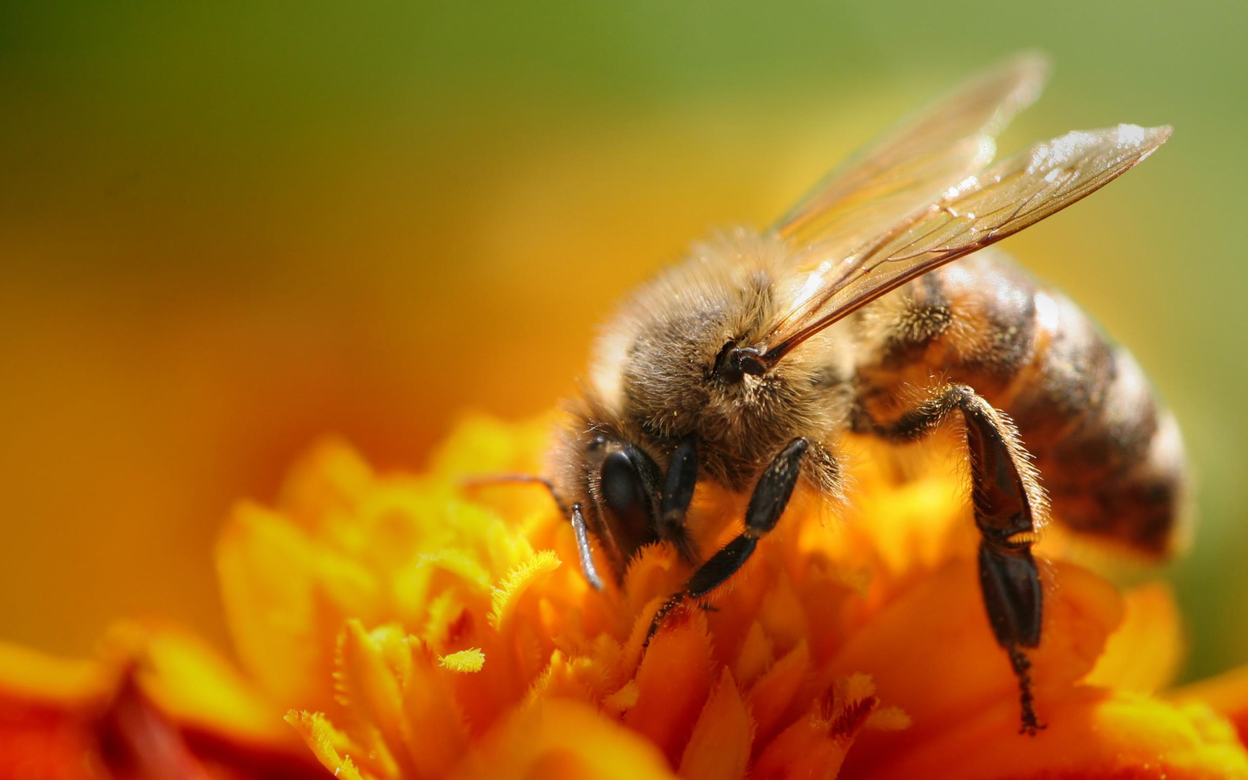 Bee Download Best Hd Wallpaper, Bee, Animal