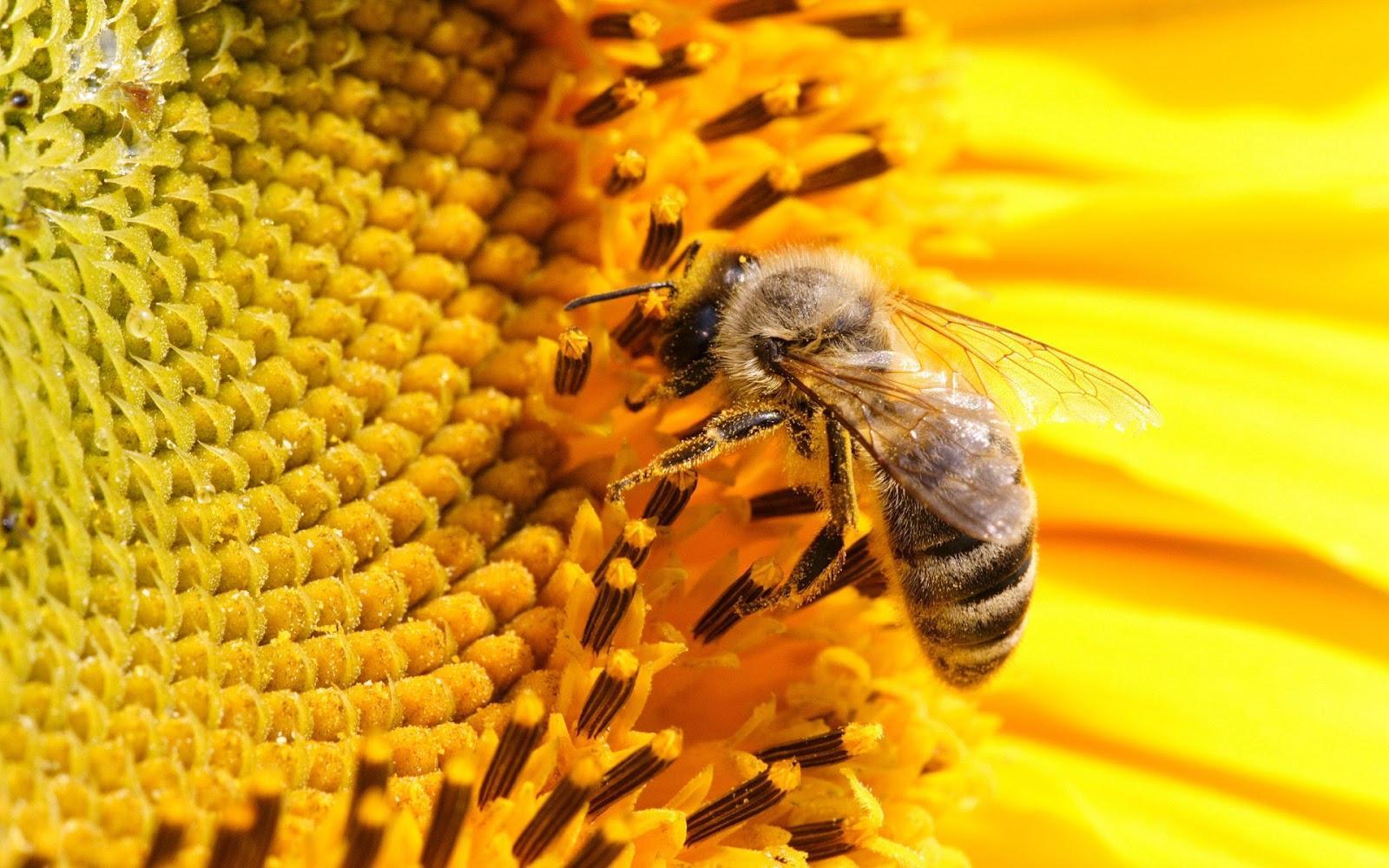 Bee Free Desktop Wallpaper, Bee, Animal