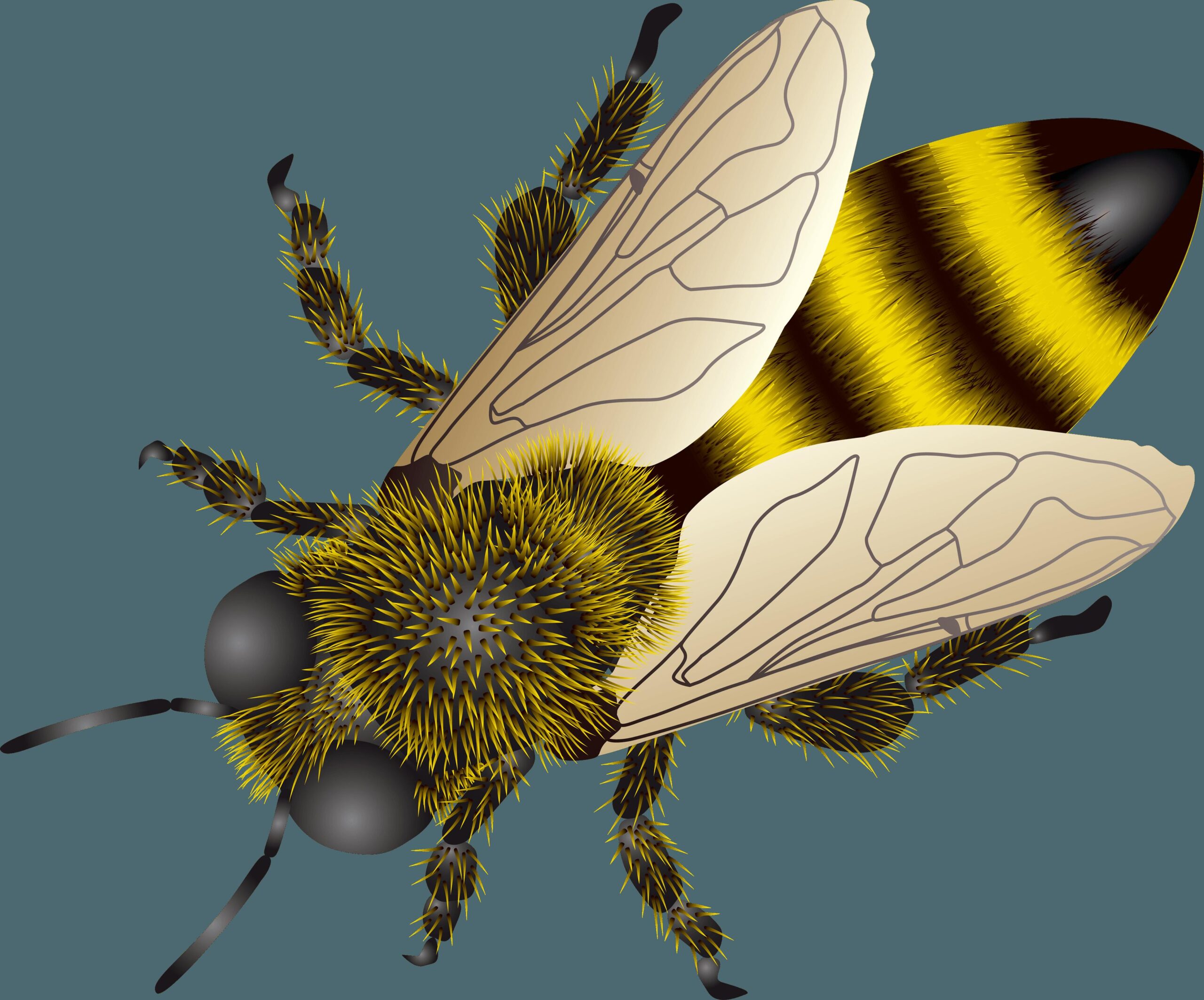 Bee Full Hd Wallpaper 4k