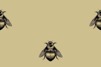 Bee Hd Wallpaper 4k Download Full Screen