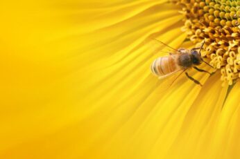 Bee Hd Wallpapers For Laptop