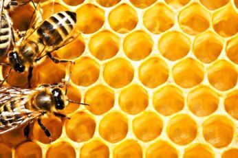 Bee Wallpaper 4k