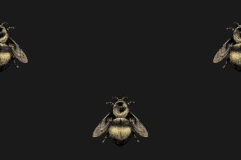 Bee Wallpaper 4k Download