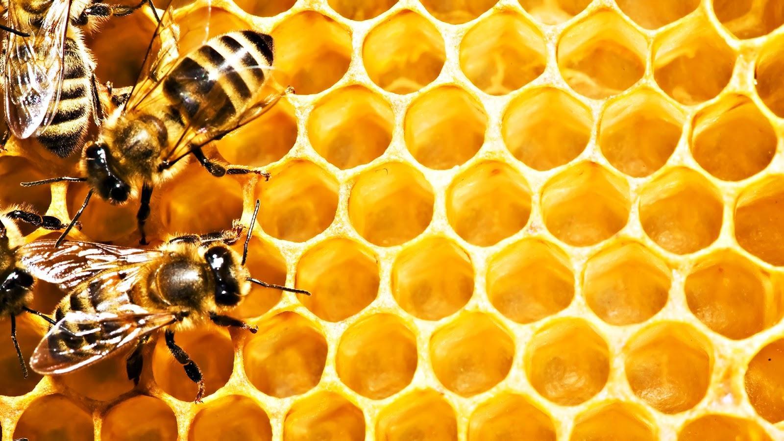 Bee Wallpaper 4k