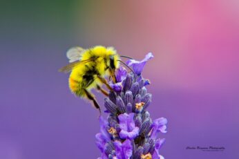 Bee Wallpaper Download