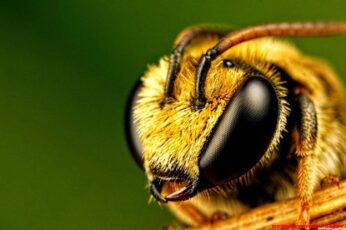 Bee Wallpaper Hd Download