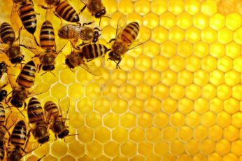 Bee Wallpaper Hd For Pc 4k