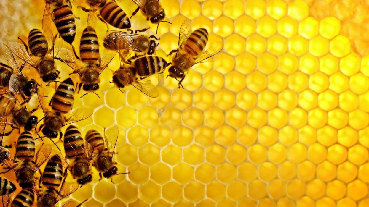 Bee Wallpaper Hd For Pc 4k, Bee, Animal