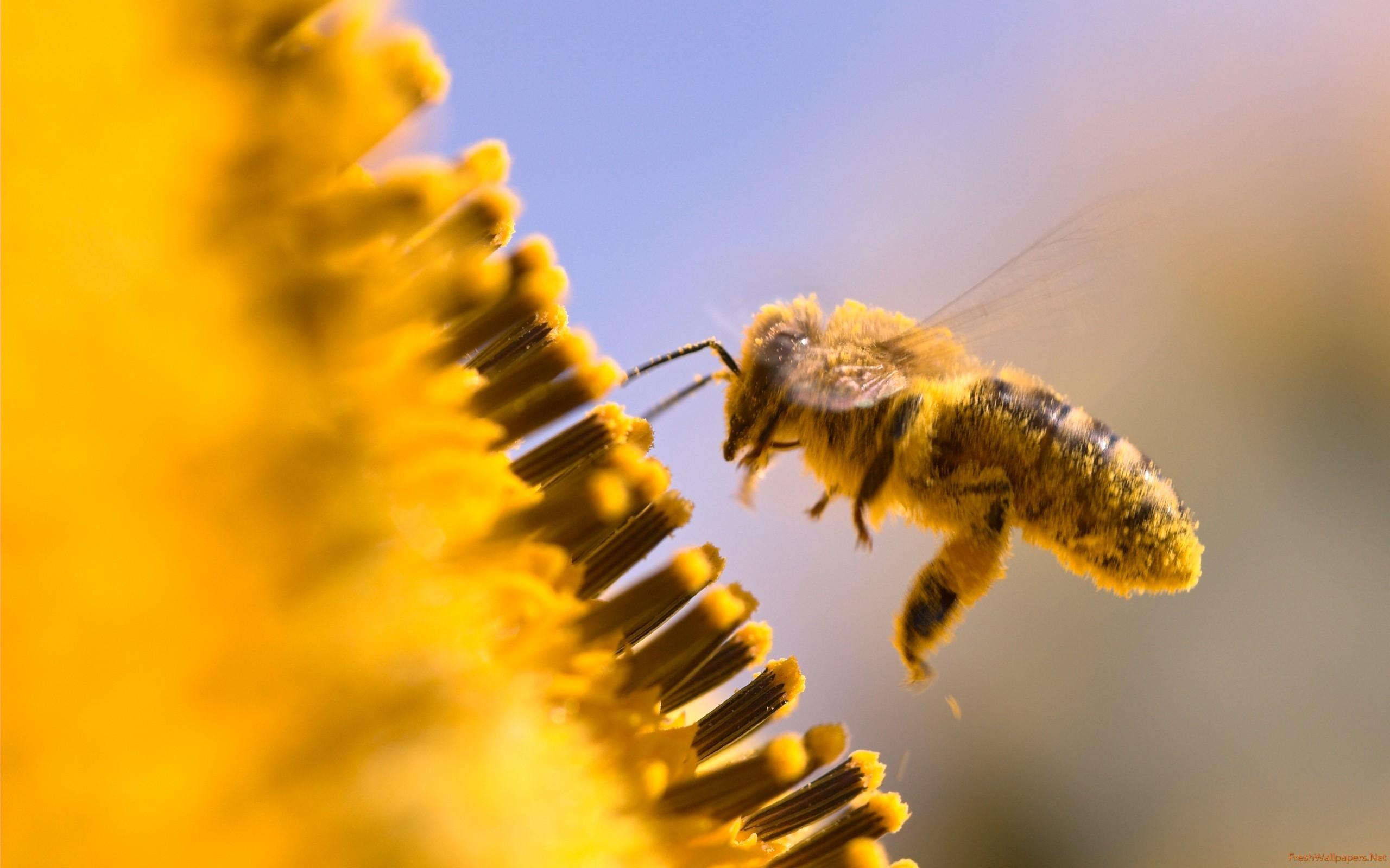 Bee Wallpaper Hd, Bee, Animal