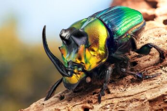 Beetle Insect Desktop Wallpaper