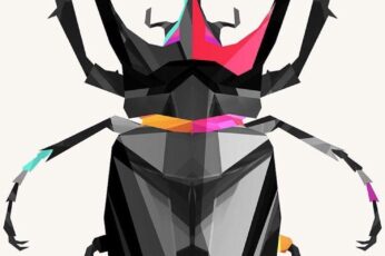 Beetle Insect Desktop Wallpaper Full Screen