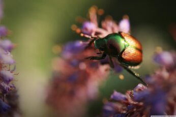 Beetle Insect Desktop Wallpaper Hd