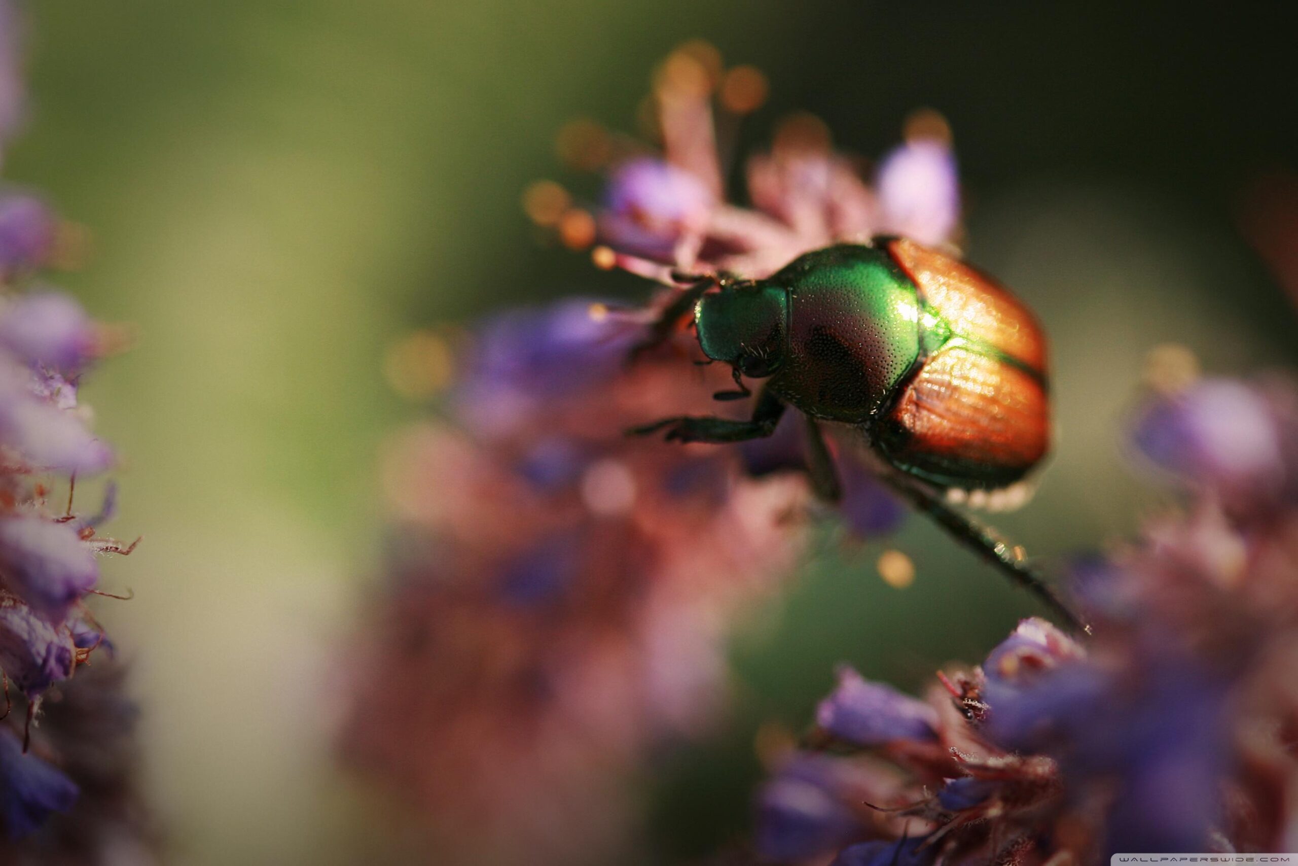 Beetle Insect Desktop Wallpaper Hd, Beetle Insect, Animal